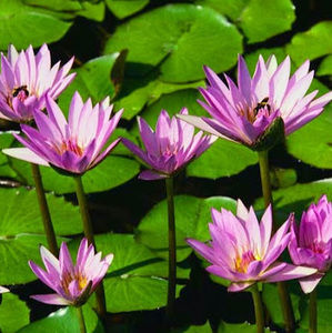 Meet your Posher, Elida